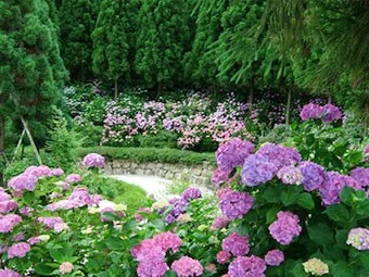 三景園花まつり