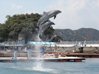 うみたま体験パーク　「つくみイルカ島」