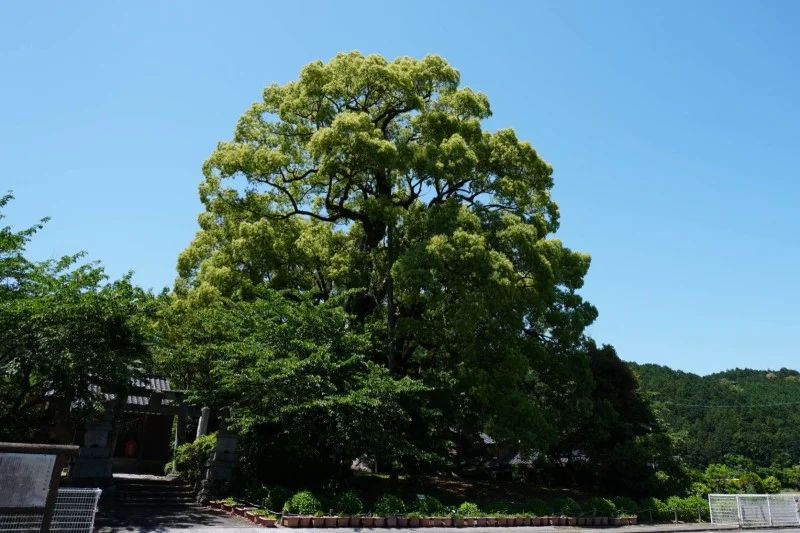本庄の大楠　(国指定天然記念物)