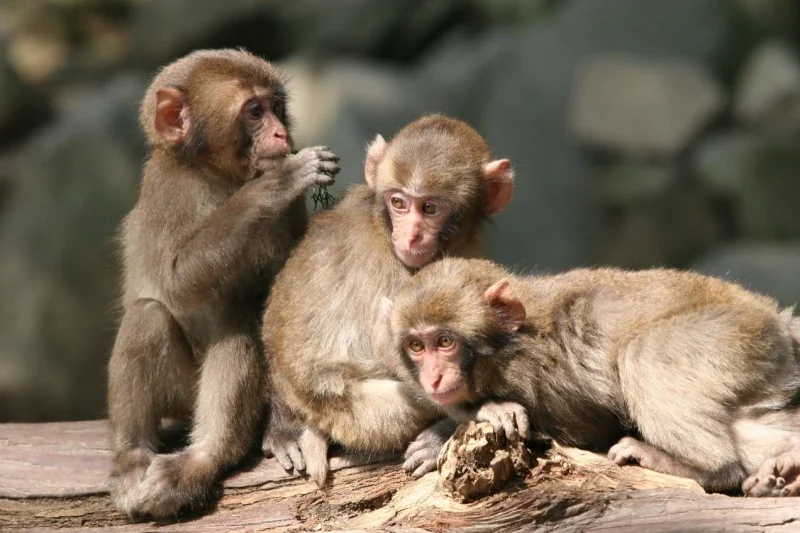 高崎山自然動物園