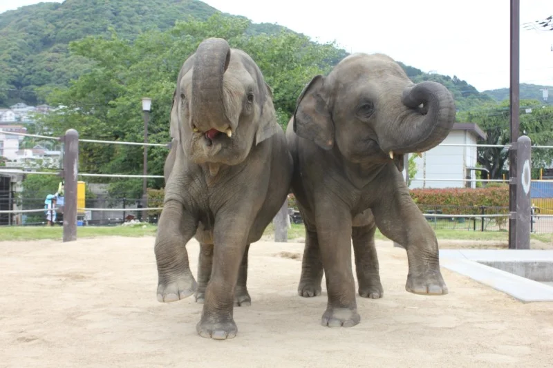 徳山動物園