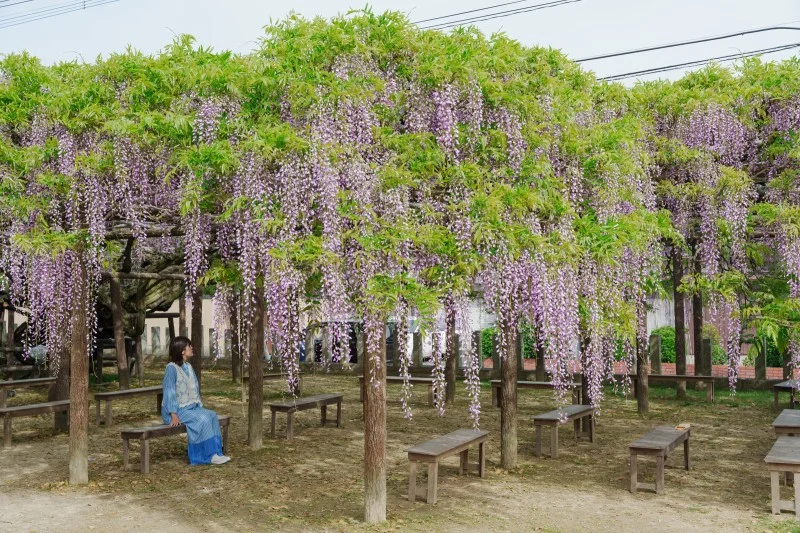 藤の里公園
