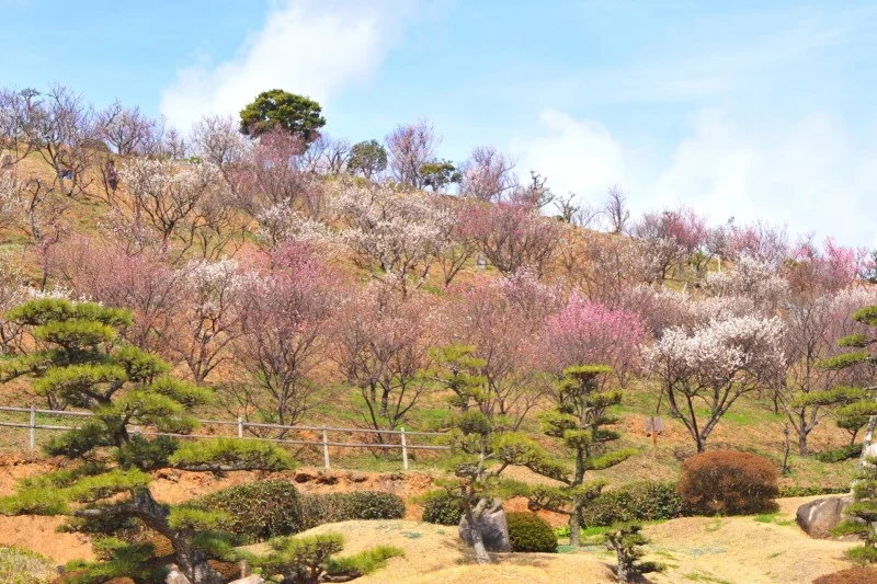 冠山総合公園